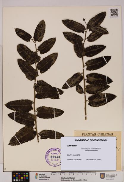 Berberidopsis corallina [Espécimen: UDEC:CONC:0060943]
