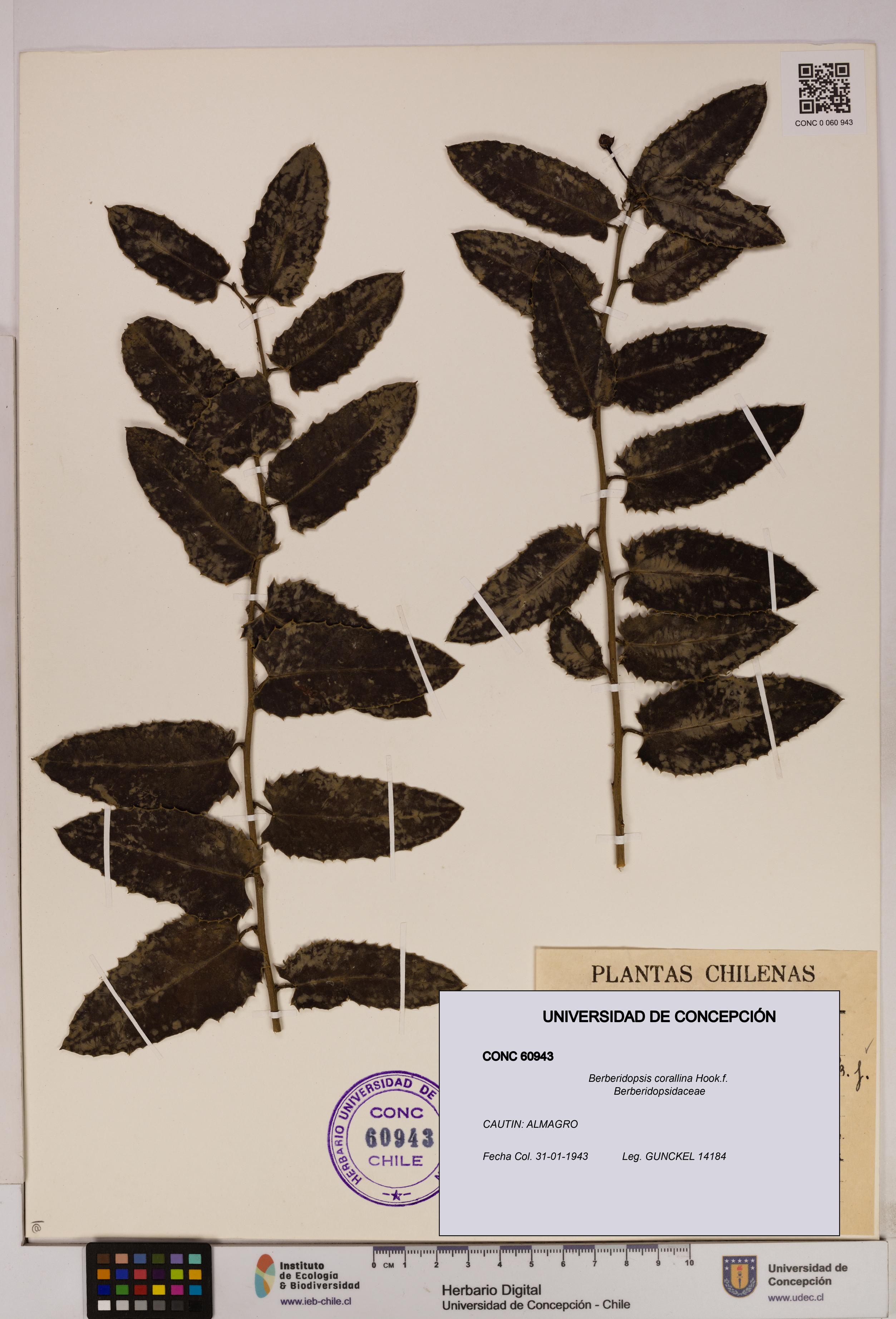 Berberidopsis corallina [Espécimen: UDEC:CONC:0060943]