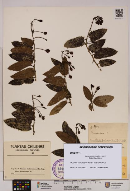 Berberidopsis corallina [Espécimen: UDEC:CONC:0060944]
