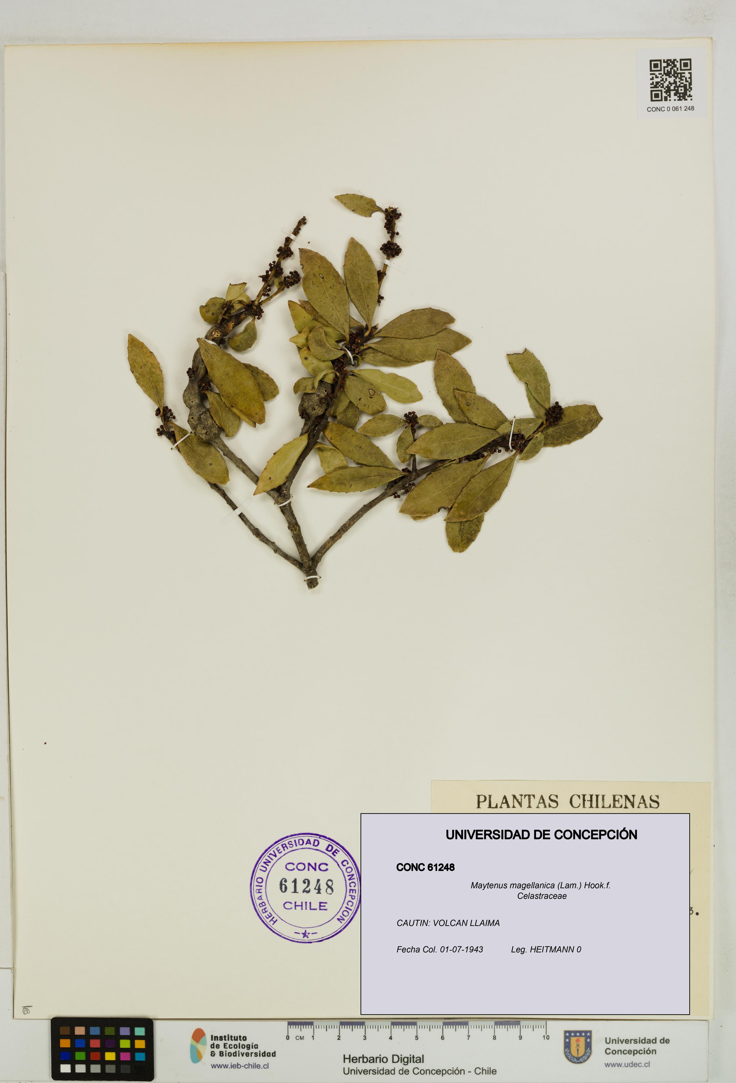 Maytenus magellanica [Espécimen: UDEC:CONC:0061248]