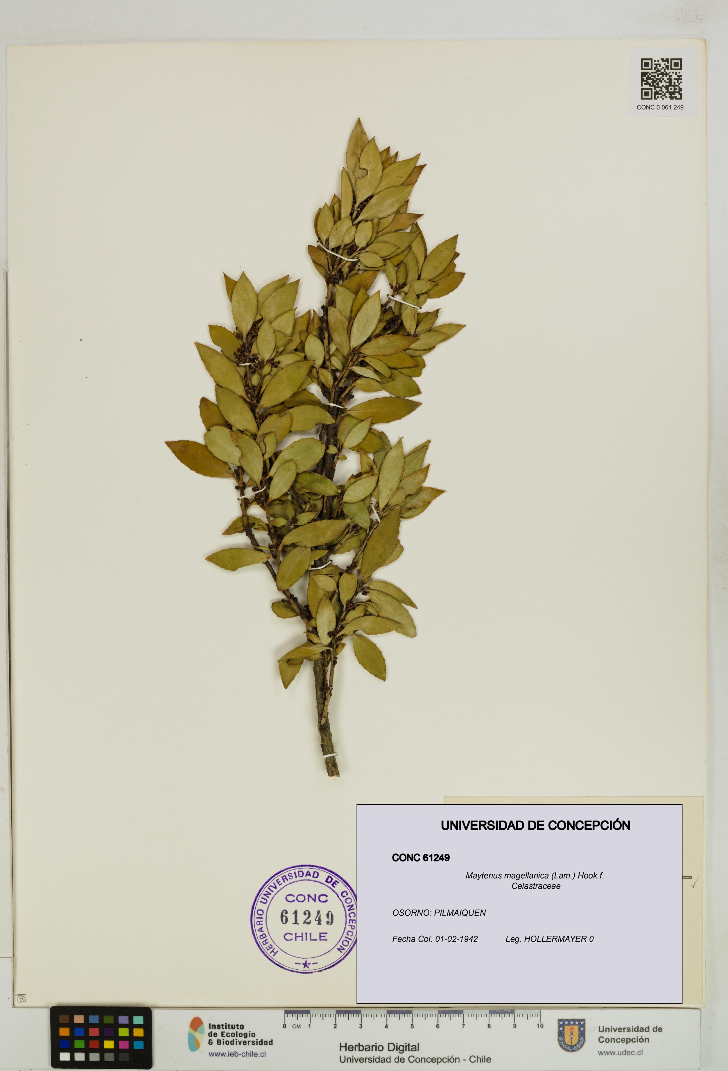 Maytenus magellanica [Espécimen: UDEC:CONC:0061249]