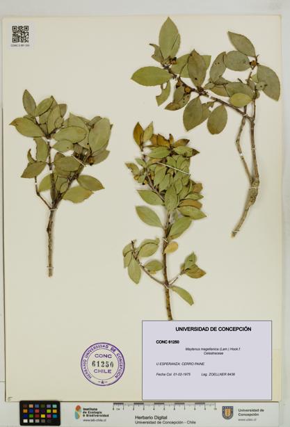 Maytenus magellanica [Espécimen: UDEC:CONC:0061250]