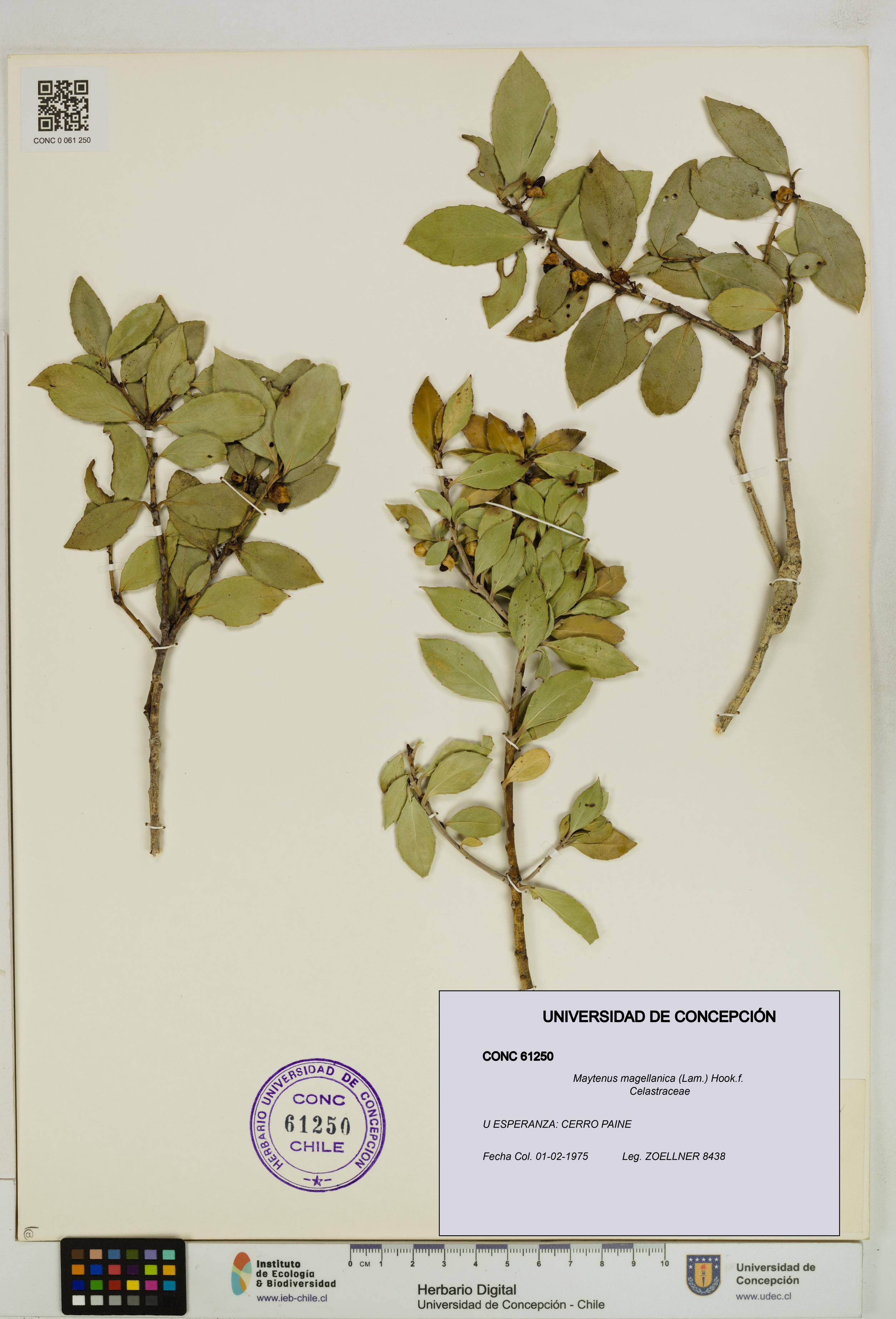 Maytenus magellanica [Espécimen: UDEC:CONC:0061250]