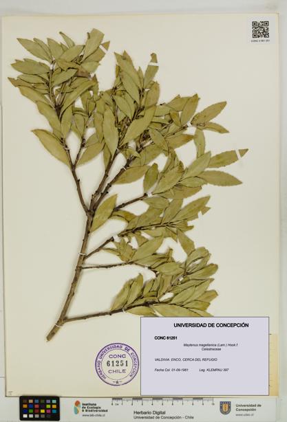 Maytenus magellanica [Espécimen: UDEC:CONC:0061251]