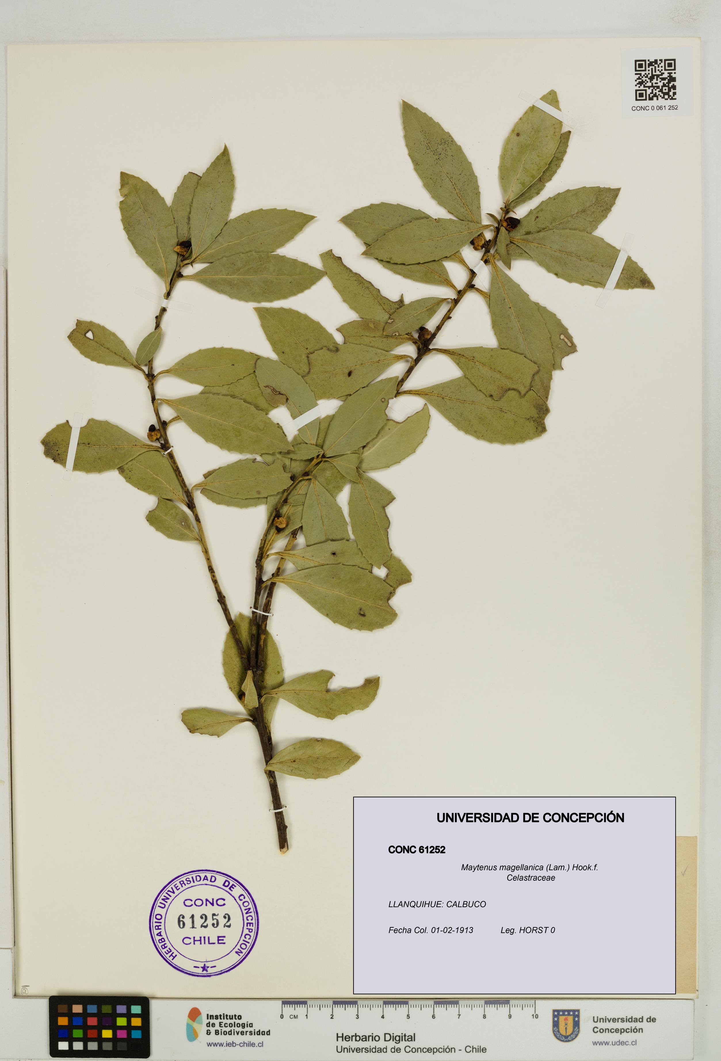 Maytenus magellanica [Espécimen: UDEC:CONC:0061252]