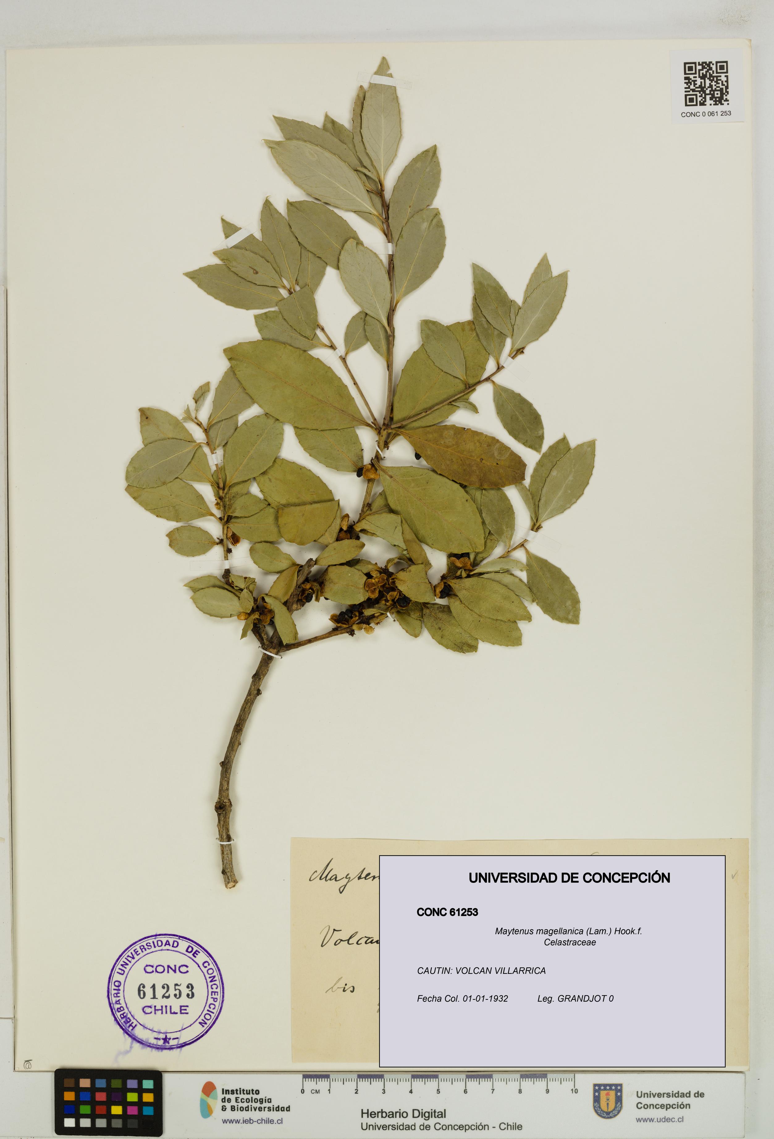 Maytenus magellanica [Espécimen: UDEC:CONC:0061253]