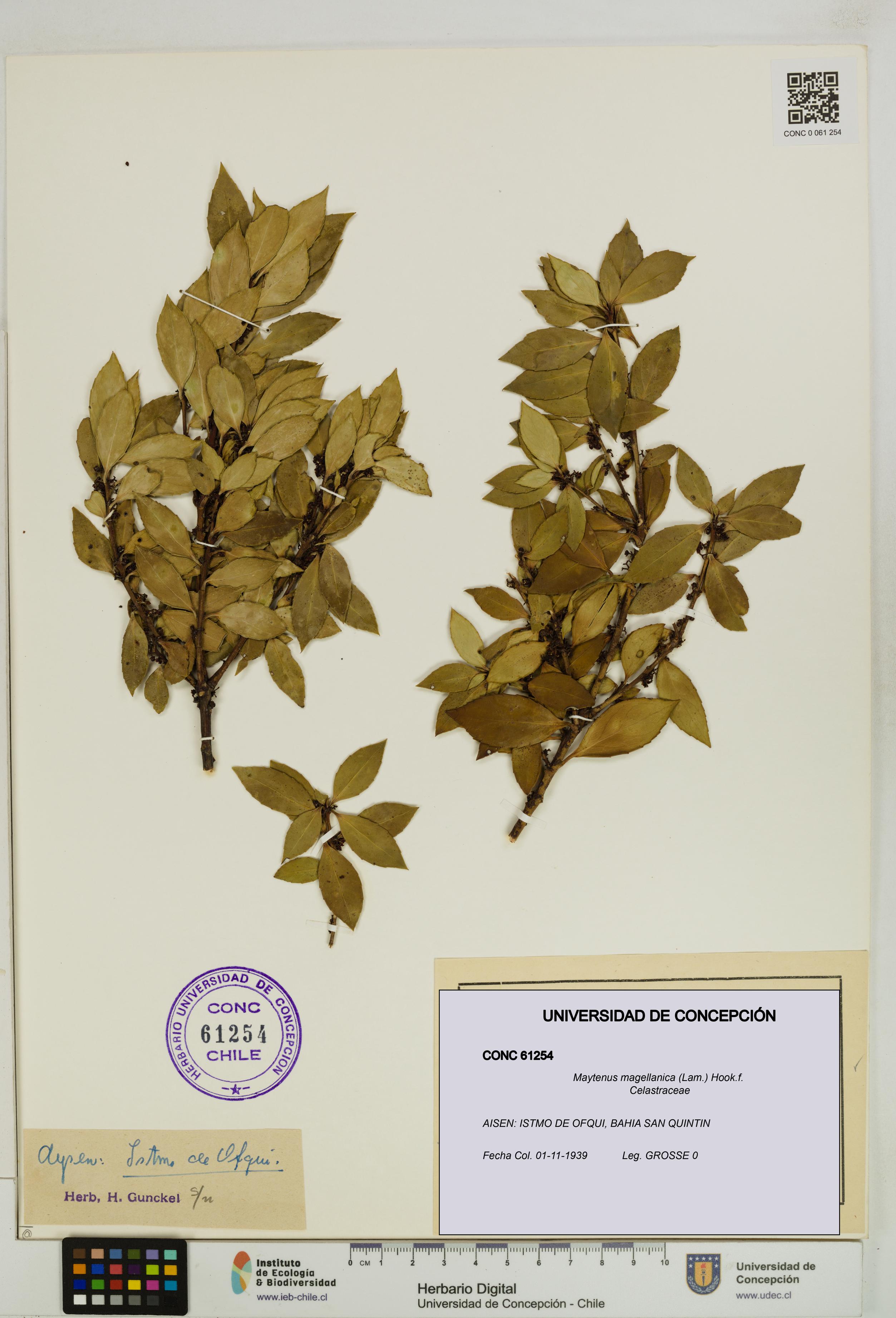 Maytenus magellanica [Espécimen: UDEC:CONC:0061254]