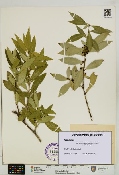 Maytenus magellanica [Espécimen: UDEC:CONC:0061255]