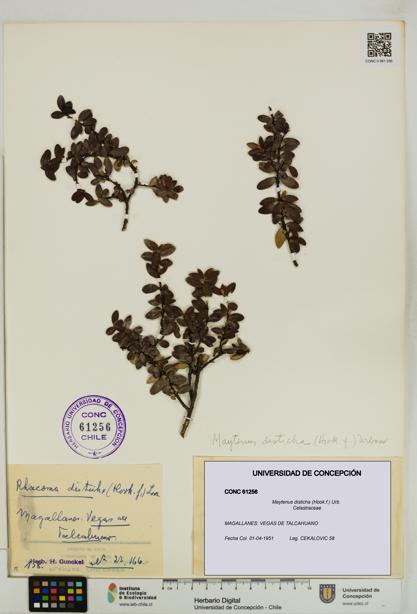 Maytenus disticha [Espécimen: UDEC:CONC:0061256]