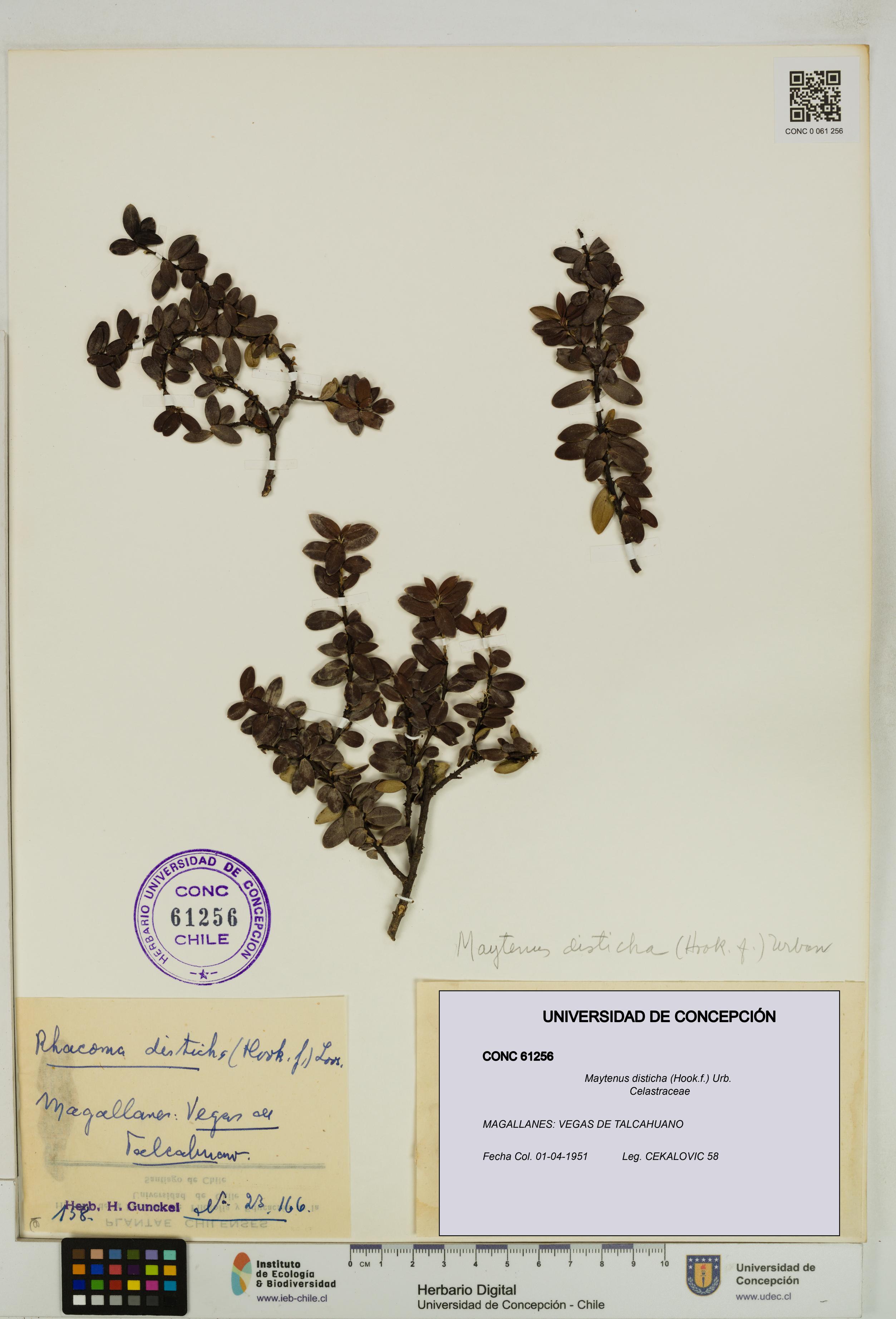 Maytenus disticha [Espécimen: UDEC:CONC:0061256]