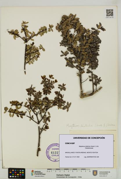 Maytenus disticha [Espécimen: UDEC:CONC:0061257]