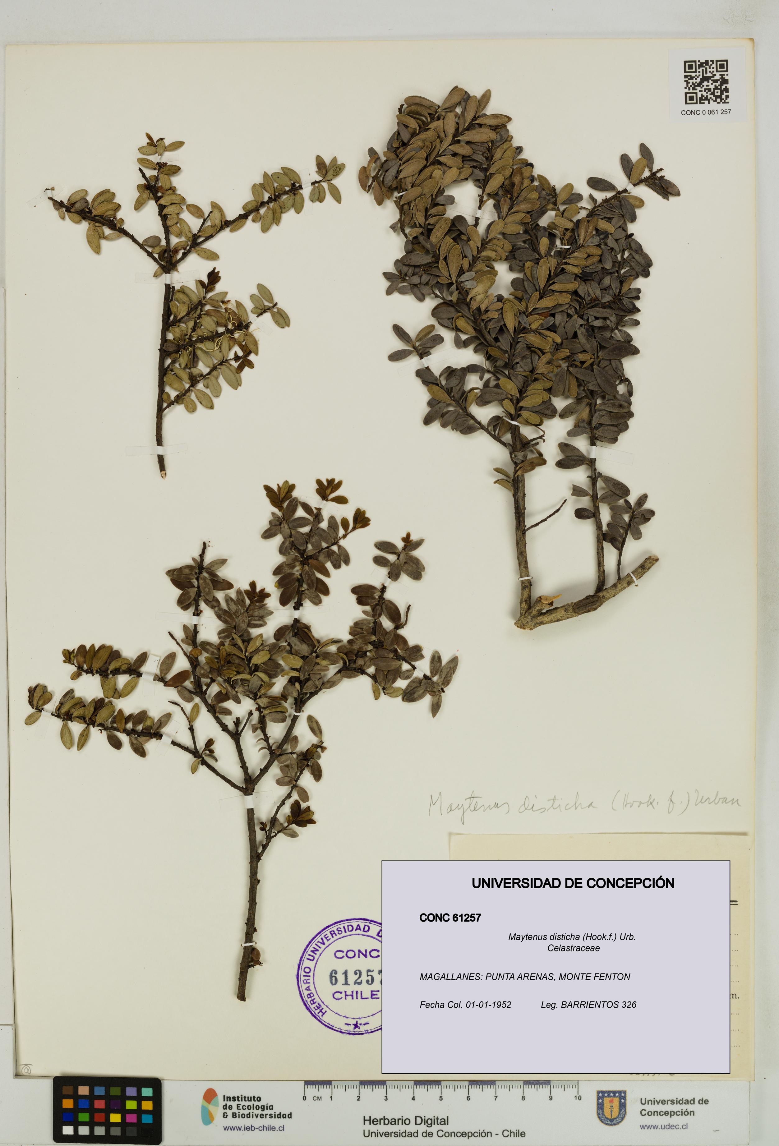 Maytenus disticha [Espécimen: UDEC:CONC:0061257]