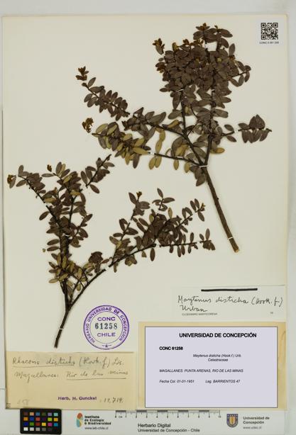 Maytenus disticha [Espécimen: UDEC:CONC:0061258]