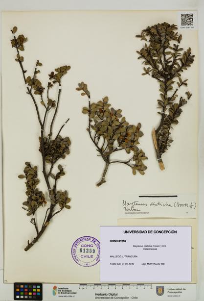 Maytenus disticha [Espécimen: UDEC:CONC:0061259]