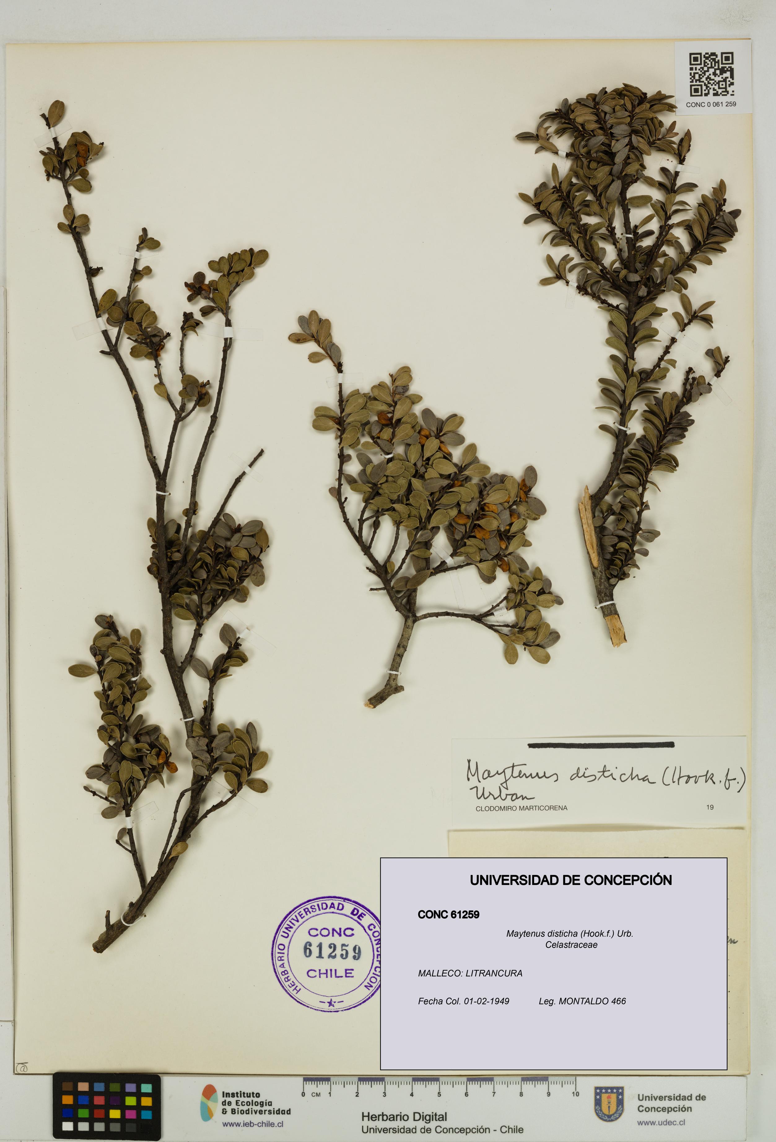 Maytenus disticha [Espécimen: UDEC:CONC:0061259]