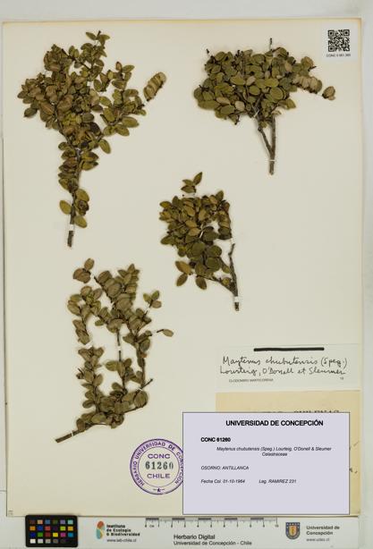 Maytenus chubutensis [Espécimen: UDEC:CONC:0061260]
