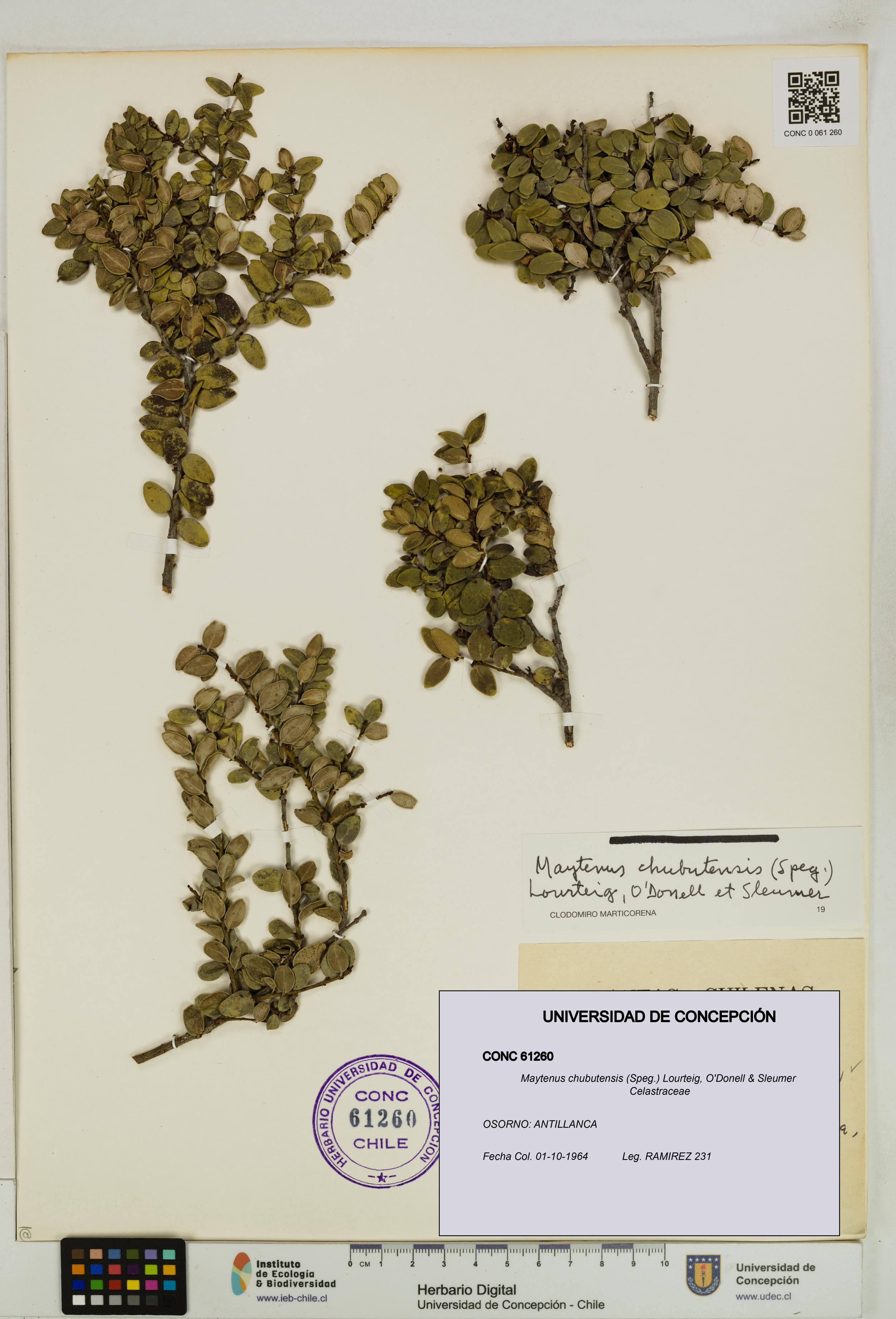 Maytenus chubutensis [Espécimen: UDEC:CONC:0061260]