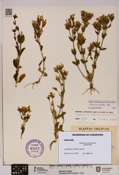 Centaurium erythraea [Espécimen: UDEC:CONC:0061282]