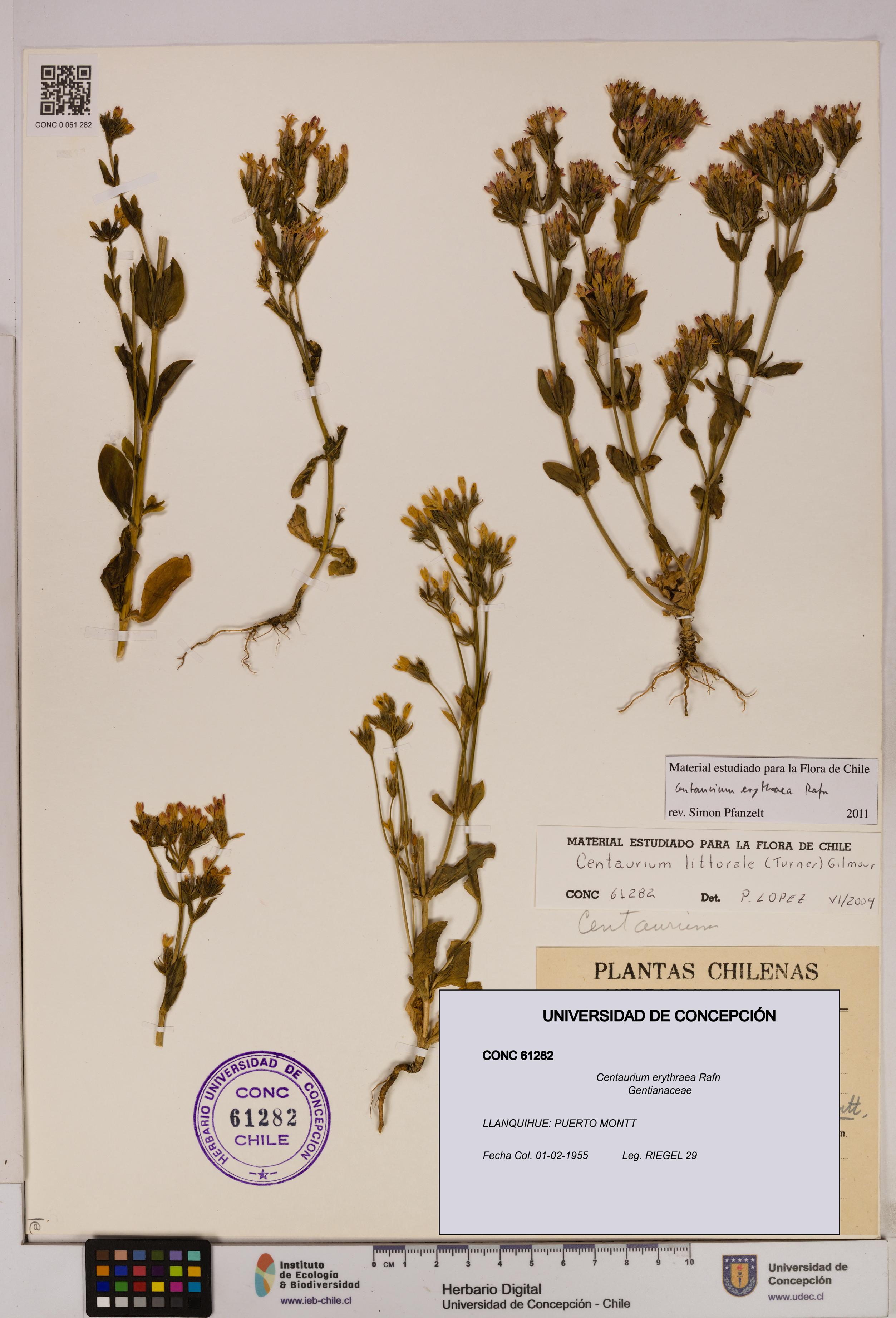 Centaurium erythraea [Espécimen: UDEC:CONC:0061282]