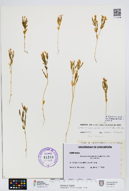 Centaurium cachanlahuen [Espécimen: UDEC:CONC:0061283]