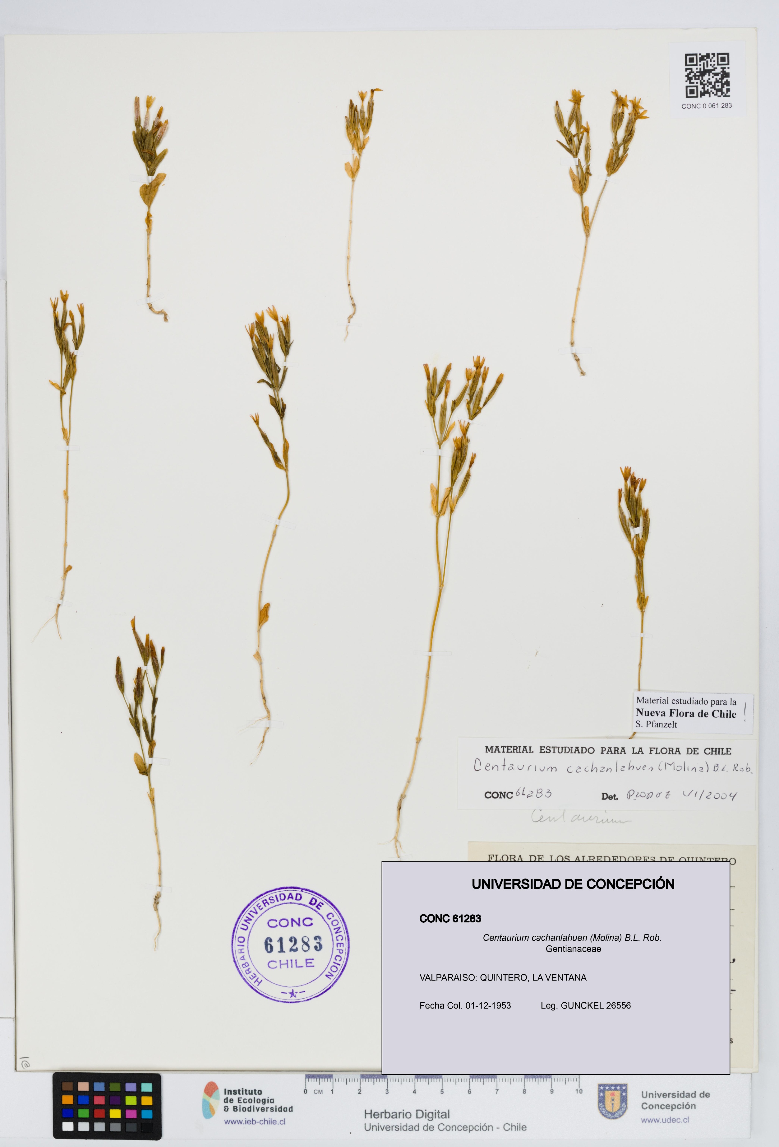 Centaurium cachanlahuen [Espécimen: UDEC:CONC:0061283]
