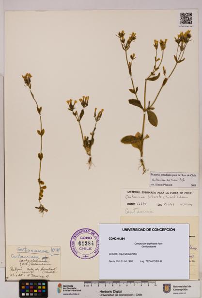 Centaurium erythraea [Espécimen: UDEC:CONC:0061284]