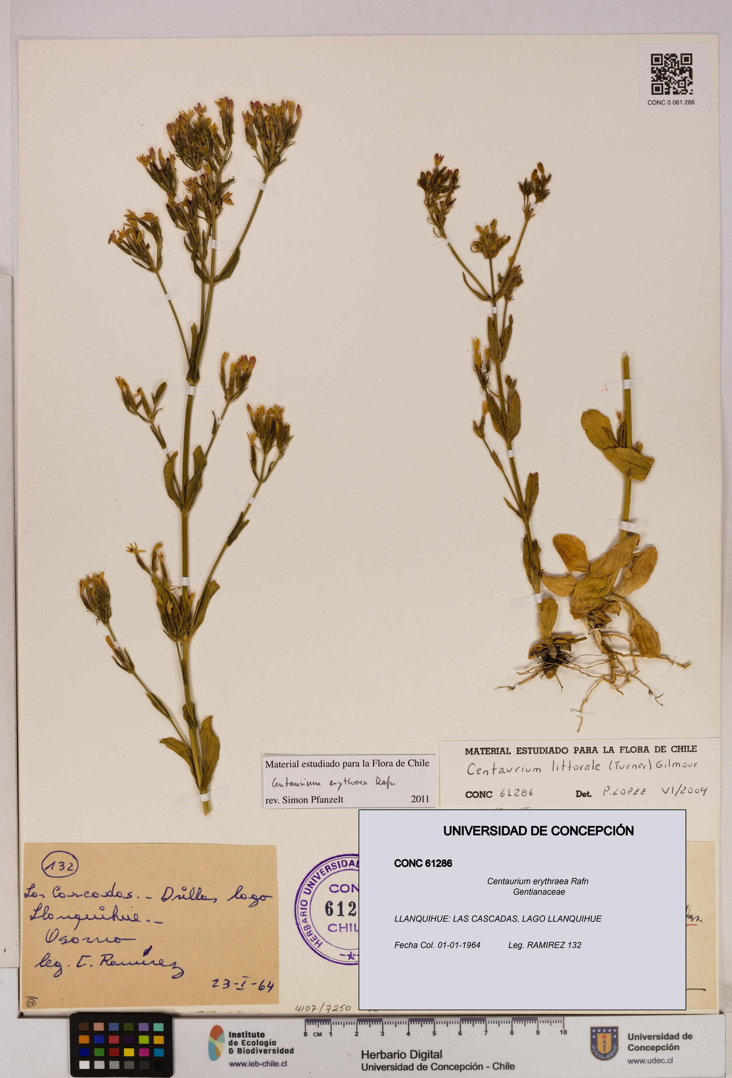 Centaurium erythraea [Espécimen: UDEC:CONC:0061286]