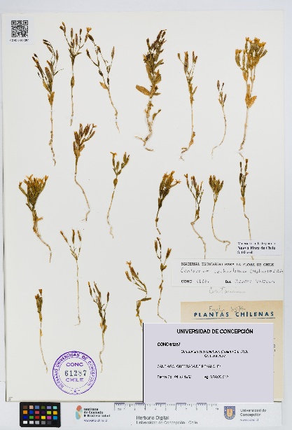 Centaurium cachanlahuen [Espécimen: UDEC:CONC:0061287]