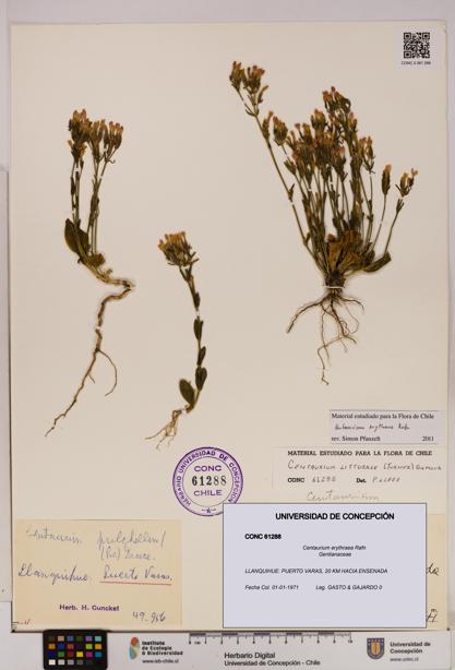 Centaurium erythraea [Espécimen: UDEC:CONC:0061288]