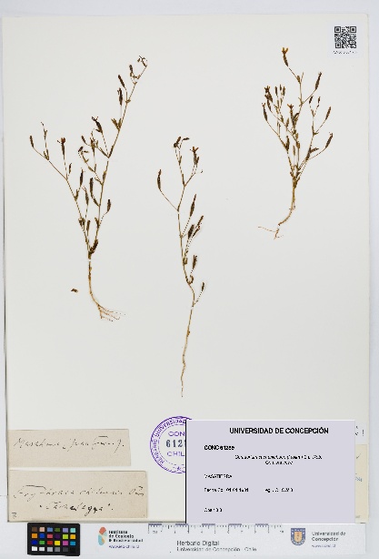 Centaurium cachanlahuen [Espécimen: UDEC:CONC:0061289]