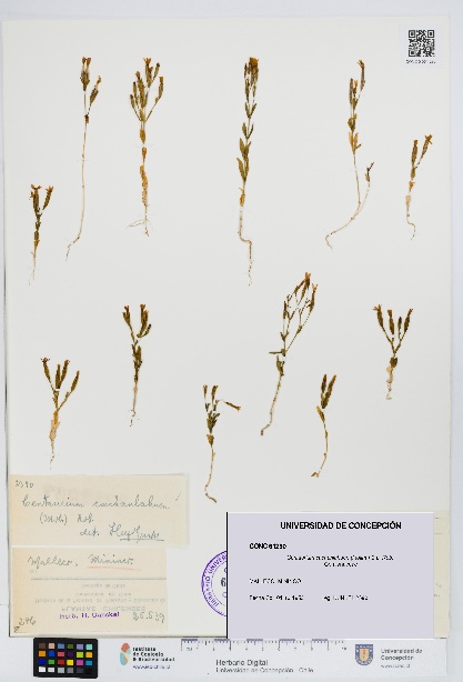 Centaurium cachanlahuen [Espécimen: UDEC:CONC:0061290]