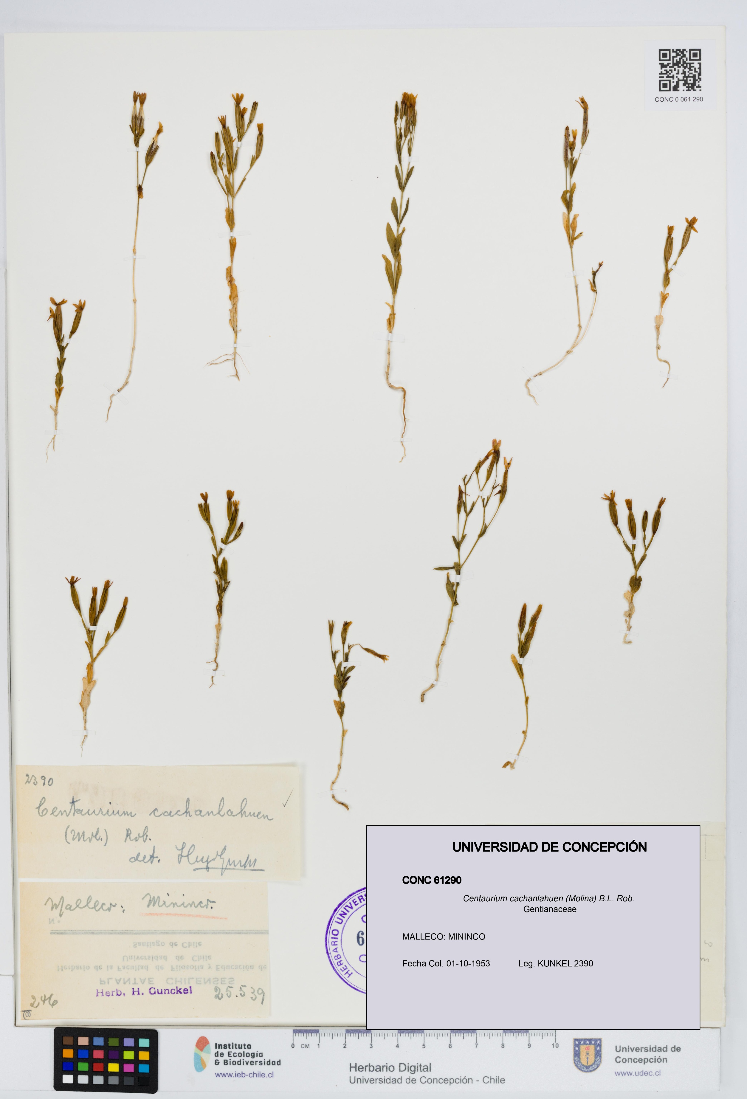 Centaurium cachanlahuen [Espécimen: UDEC:CONC:0061290]