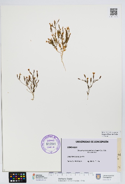 Centaurium cachanlahuen [Espécimen: UDEC:CONC:0061291]