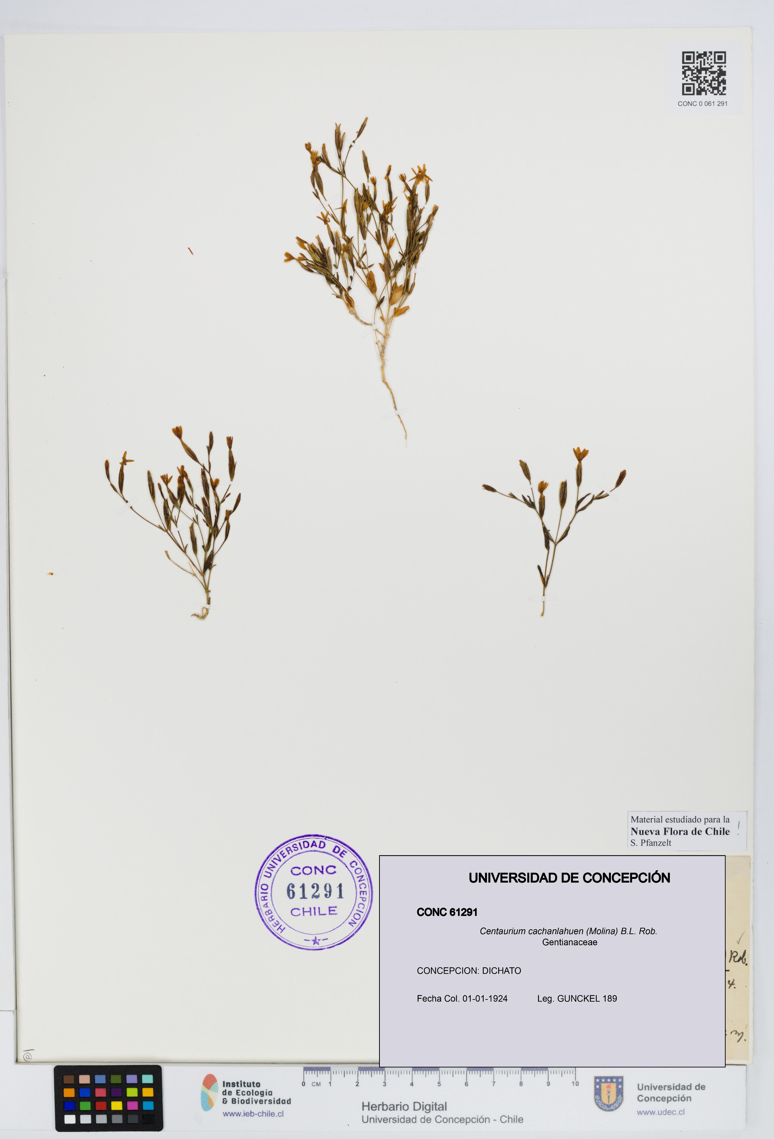 Centaurium cachanlahuen [Espécimen: UDEC:CONC:0061291]