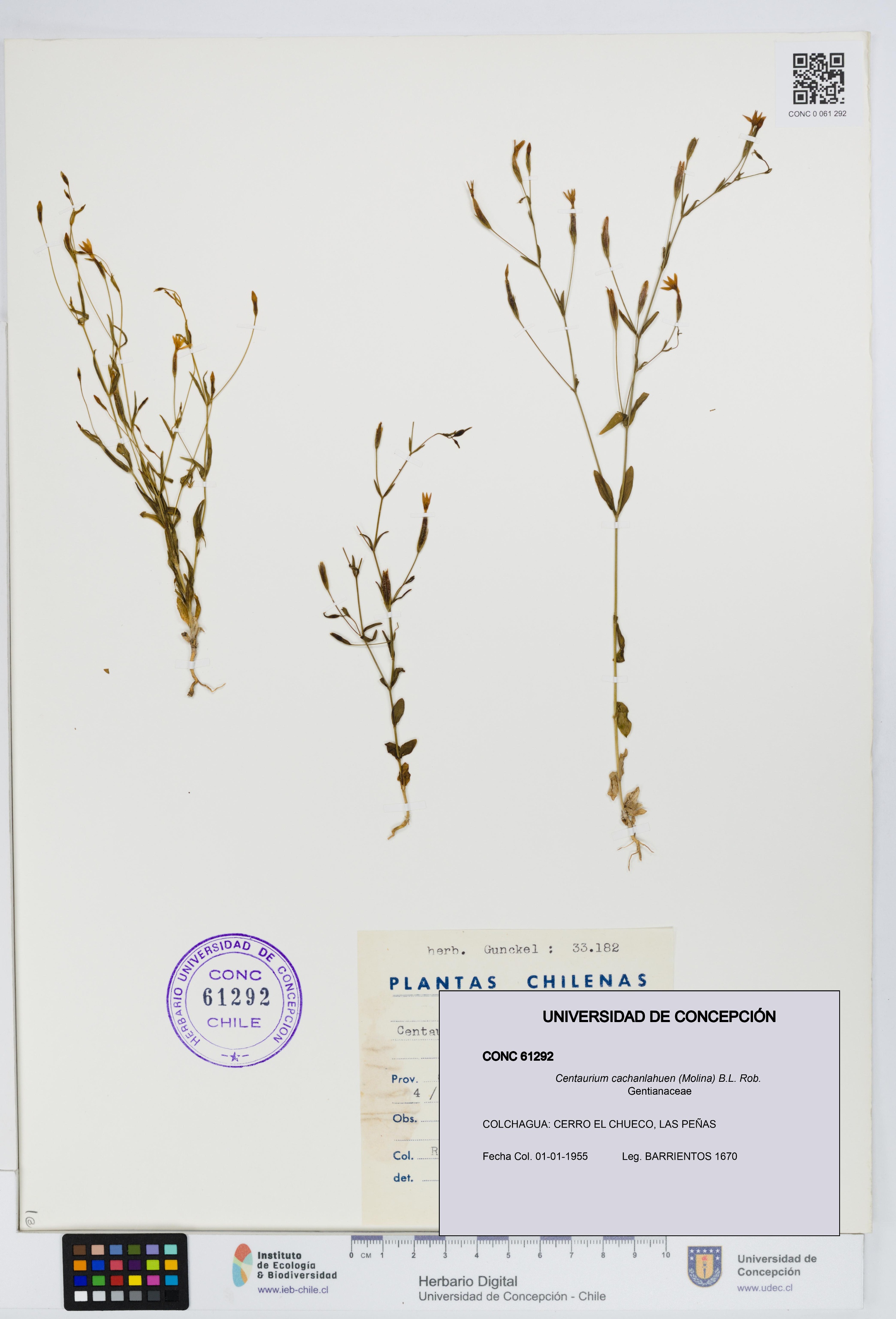Centaurium cachanlahuen [Espécimen: UDEC:CONC:0061292]