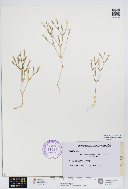 Centaurium cachanlahuen [Espécimen: UDEC:CONC:0061293]