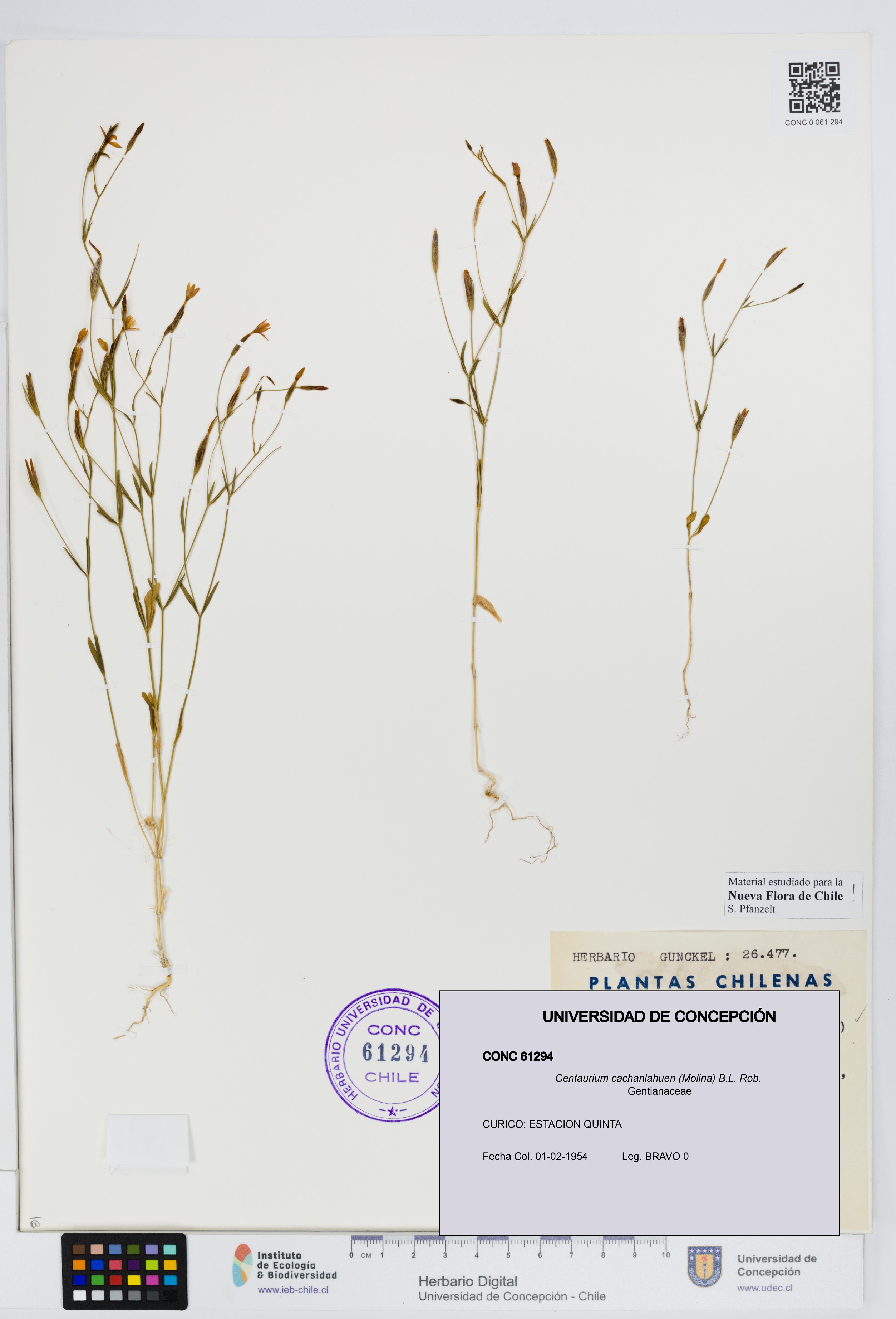 Centaurium cachanlahuen [Espécimen: UDEC:CONC:0061294]