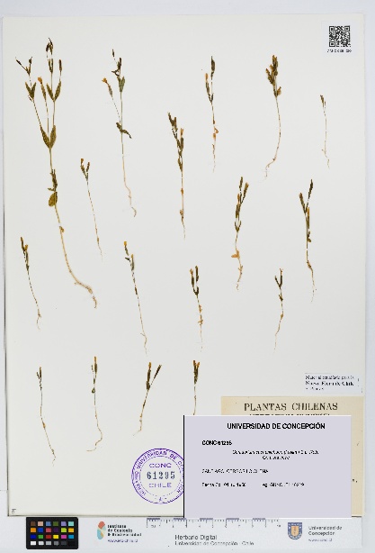 Centaurium cachanlahuen [Espécimen: UDEC:CONC:0061295]
