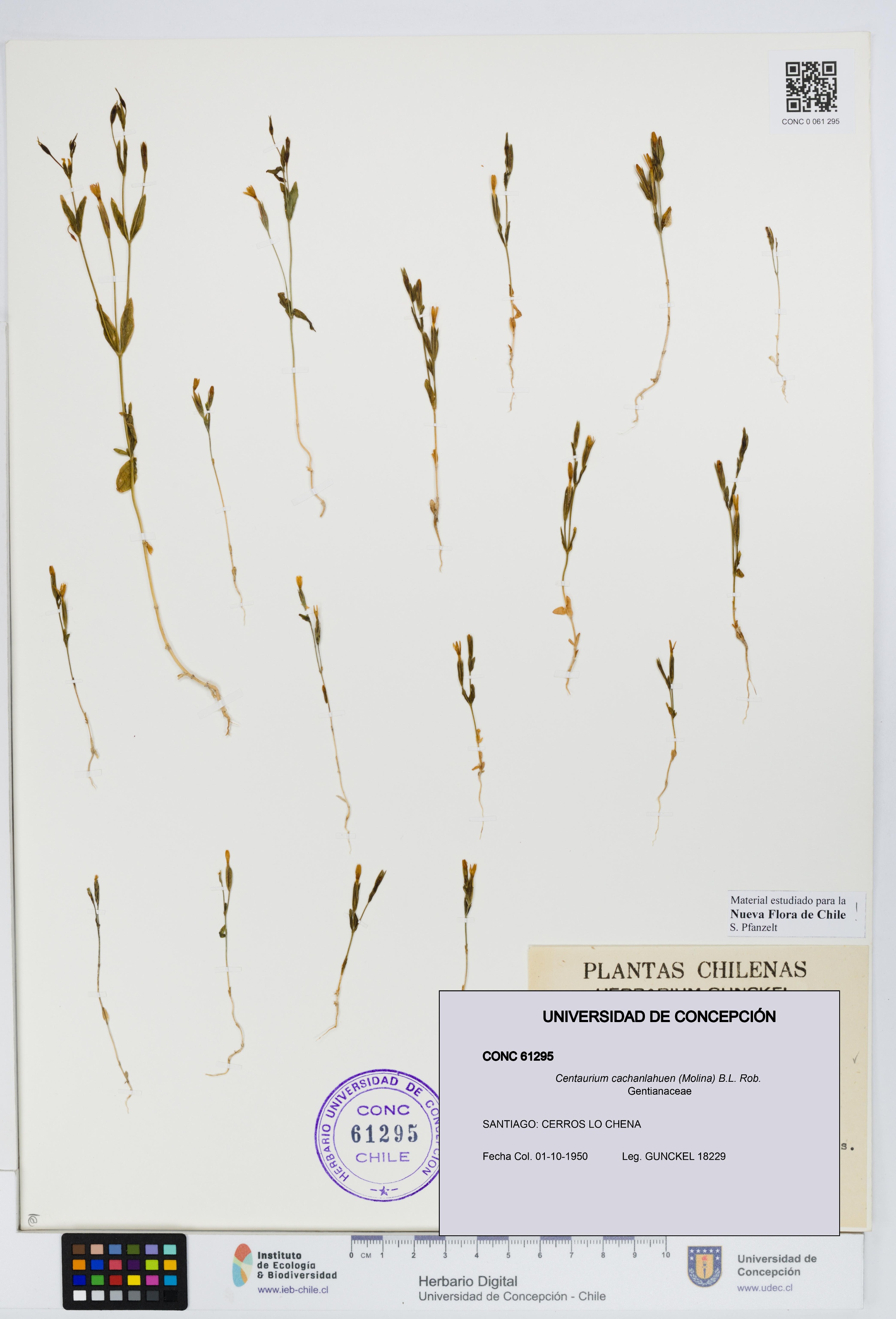 Centaurium cachanlahuen [Espécimen: UDEC:CONC:0061295]