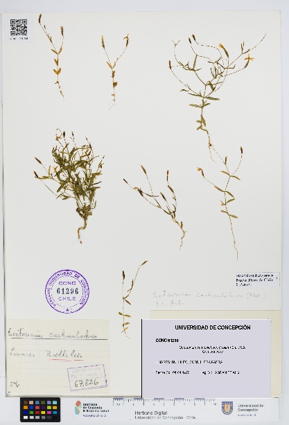 Centaurium cachanlahuen [Espécimen: UDEC:CONC:0061296]