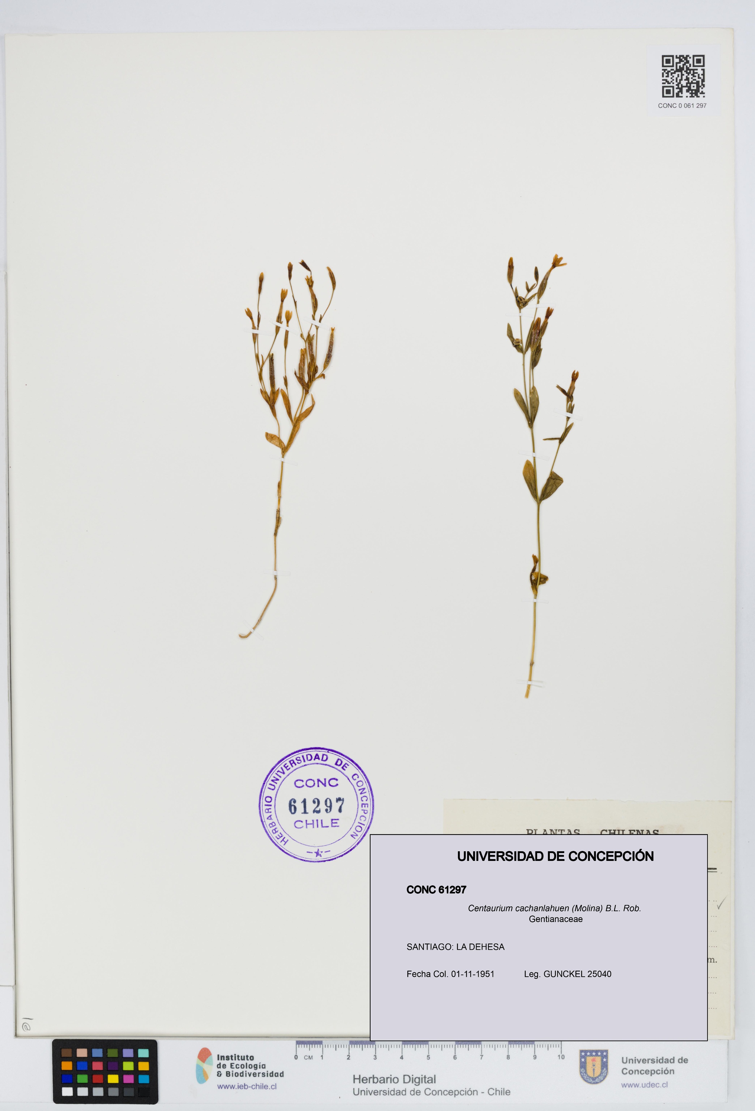 Centaurium cachanlahuen [Espécimen: UDEC:CONC:0061297]