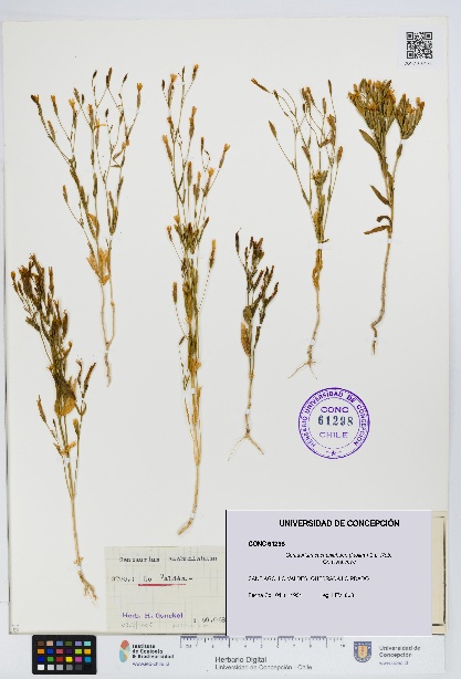 Centaurium cachanlahuen [Espécimen: UDEC:CONC:0061298]