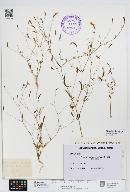 Centaurium cachanlahuen [Espécimen: UDEC:CONC:0061299]