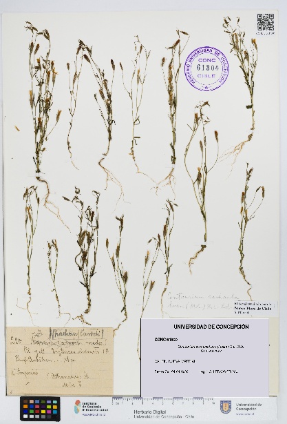 Centaurium cachanlahuen [Espécimen: UDEC:CONC:0061300]