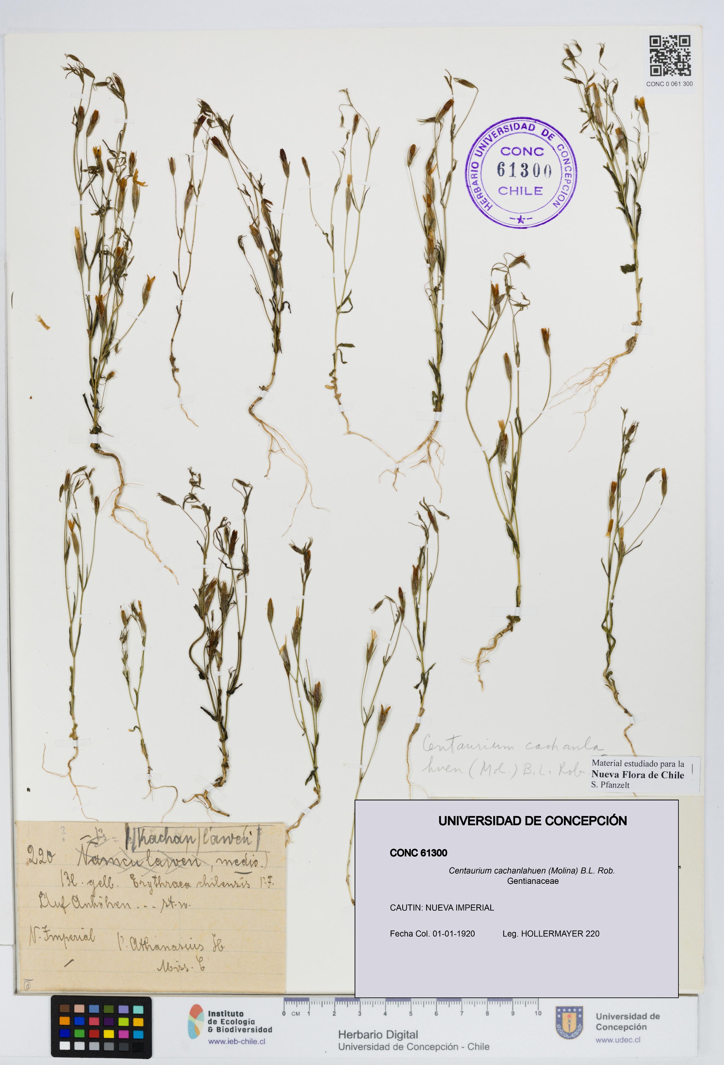 Centaurium cachanlahuen [Espécimen: UDEC:CONC:0061300]