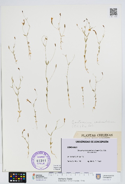 Centaurium cachanlahuen [Espécimen: UDEC:CONC:0061301]