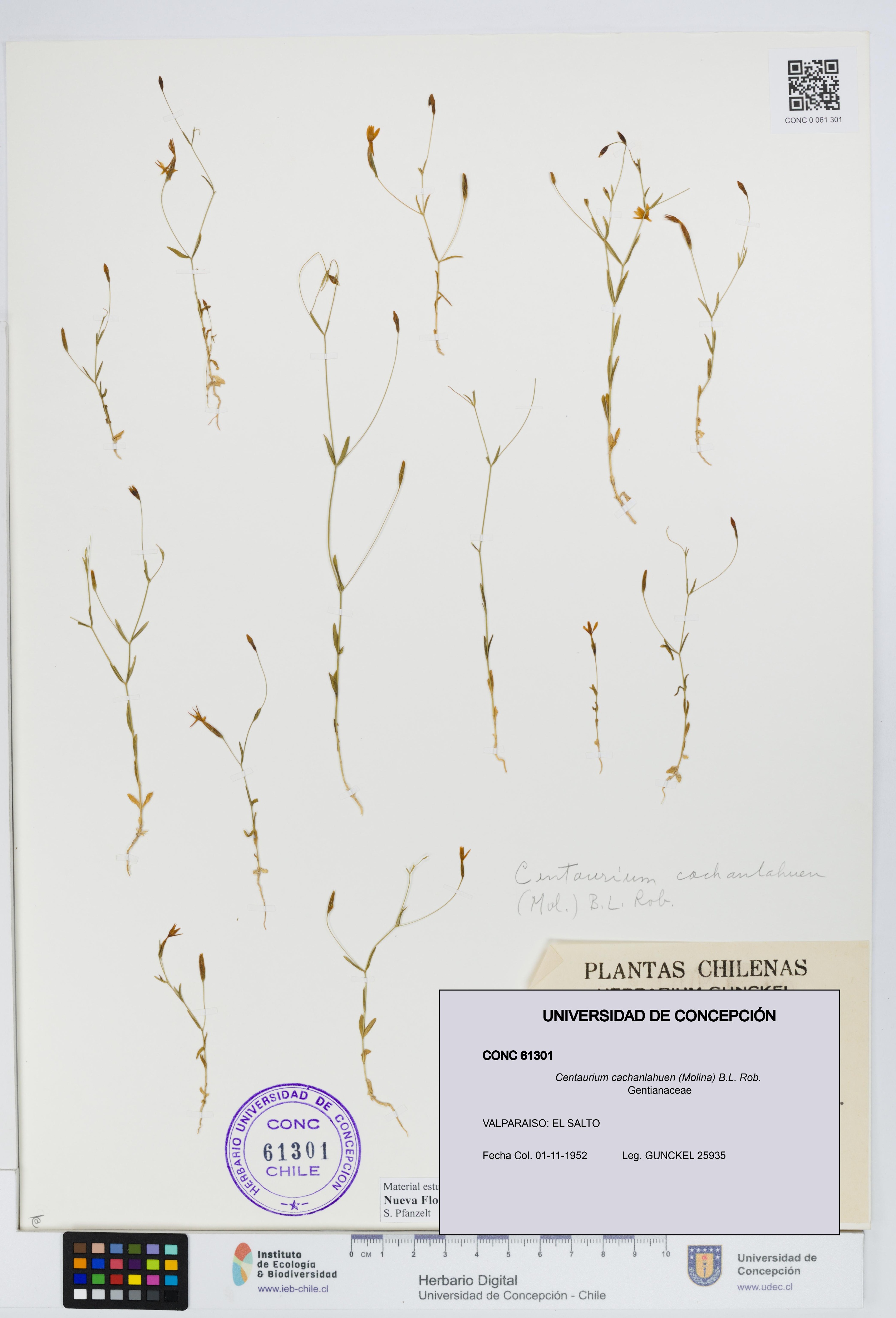 Centaurium cachanlahuen [Espécimen: UDEC:CONC:0061301]