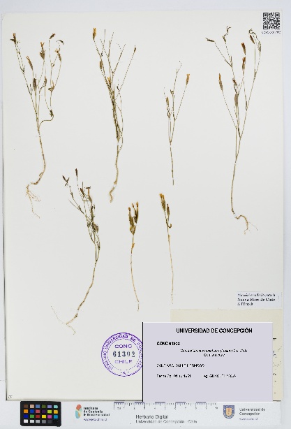 Centaurium cachanlahuen [Espécimen: UDEC:CONC:0061302]