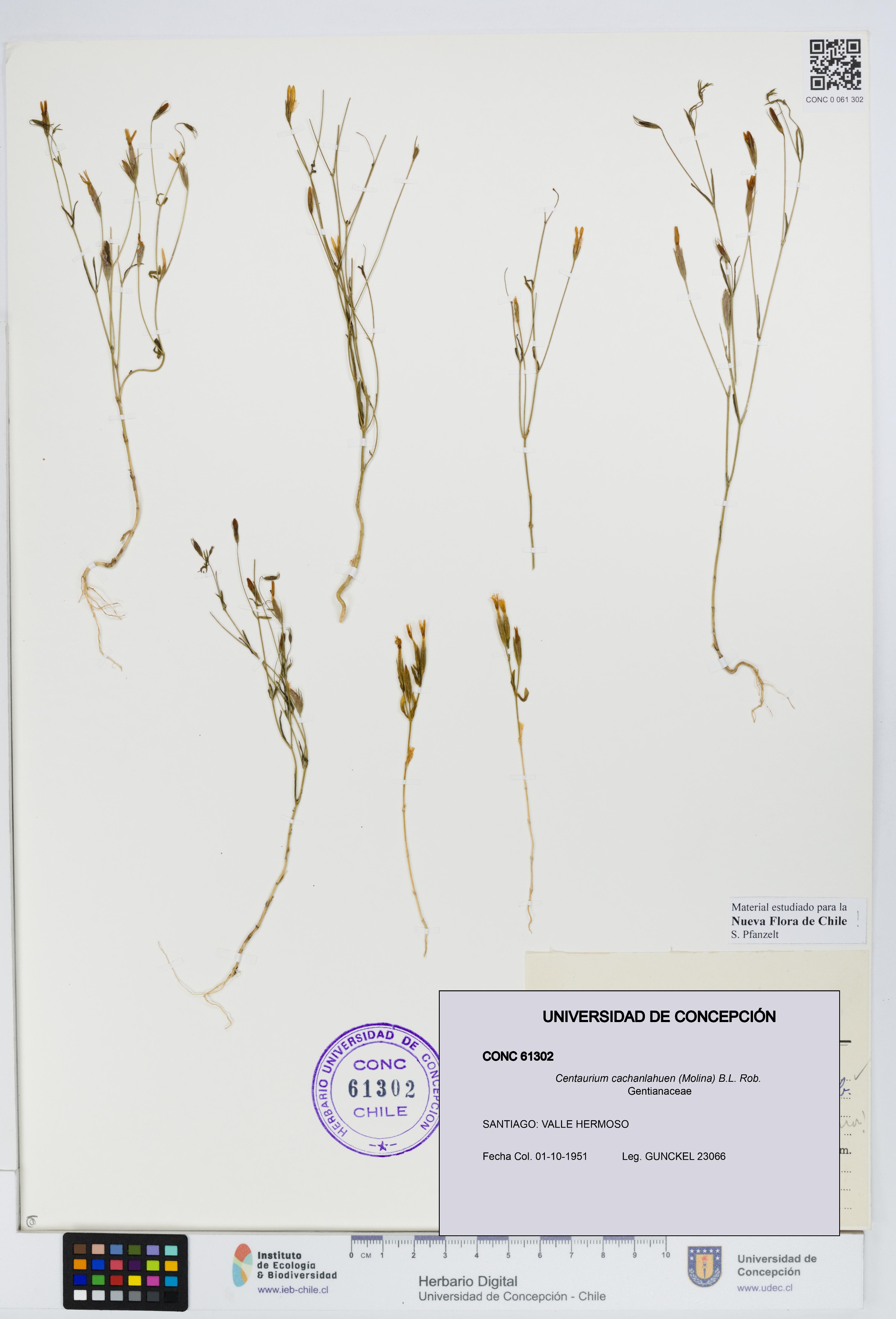 Centaurium cachanlahuen [Espécimen: UDEC:CONC:0061302]