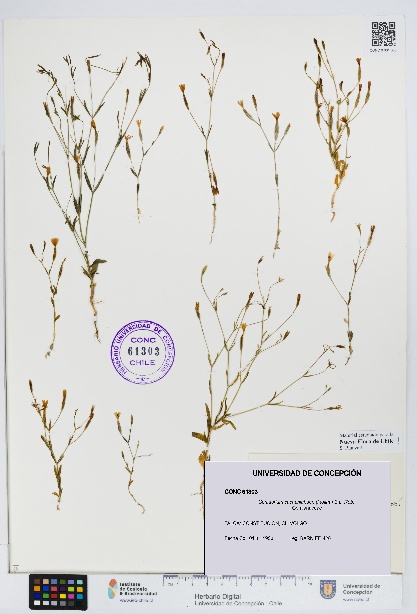 Centaurium cachanlahuen [Espécimen: UDEC:CONC:0061303]
